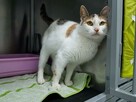 Trinia piękna trikotka szuka spokojnego domu Azyl łódź - 3