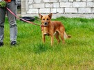 Psi ideał kochający ludzi BŁAGA o dobry domek - 5