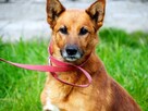 Psi ideał kochający ludzi BŁAGA o dobry domek - 6
