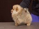 Mądre i cudowne szczeniaczki Pomeranian - szpic miniaturowy - 1