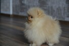 Mądre i cudowne szczeniaczki Pomeranian - szpic miniaturowy - 5