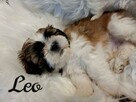 maluchy shih-tzu szukają kochających domków - 1