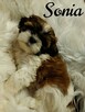 maluchy shih-tzu szukają kochających domków - 6