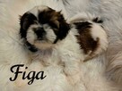 maluchy shih-tzu szukają kochających domków - 3