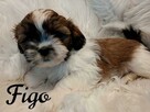 maluchy shih-tzu szukają kochających domków - 4