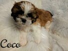 maluchy shih-tzu szukają kochających domków - 5
