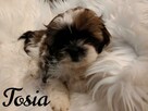 maluchy shih-tzu szukają kochających domków - 2