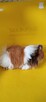 Świnka morska długowłosa peruwianka - 1