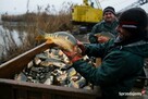 Karp Zatorski oryginał !!!! - 3