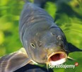Karp Zatorski oryginał !!!! - 2