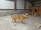 SZAFIR pogodny proludzki psiak szuka PILNIE dobrego domku - 5