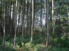 drewno opałowe, kominkowe - 2