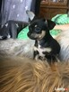 Chipin - chihuahua - pinczer szczeniaki - 9