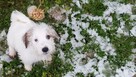 Szczeniaki Jack Russell Terrier - 10