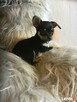 Chipin - chihuahua - pinczer szczeniaki - 8