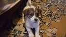 Szczeniaki Jack Russell Terrier - 7