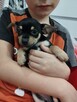 Chipin - chihuahua - pinczer szczeniaki - 12