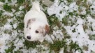 Szczeniaki Jack Russell Terrier - 4