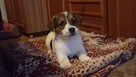 Szczeniaki Jack Russell Terrier - 11