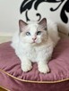 Ragdoll kotka niebieska posiada aktualne badania Felv/Fiv - 3