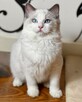 Ragdoll kotka niebieska posiada aktualne badania Felv/Fiv - 2