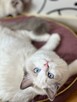 Ragdoll kotka niebieska posiada aktualne badania Felv/Fiv - 4