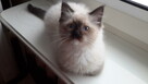 Kotki ragdoll - 1
