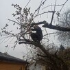 Prace ogrodnicze, leśne, ziemne, rozbiórki, cięcie/wycinka