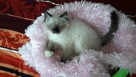 Kotki ragdoll - 2