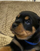 Szczeniaki Rottweiler - 2