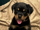 Szczeniaki Rottweiler - 4