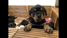 Szczeniaki Rottweiler - 3
