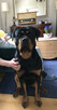 Szczeniaki Rottweiler - 9