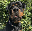 Szczeniaki Rottweiler - 8