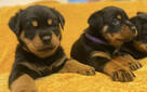 Szczeniaki Rottweiler - 1