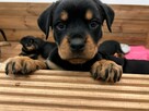 Szczeniaki Rottweiler - 6