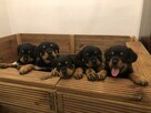 Szczeniaki Rottweiler - 7