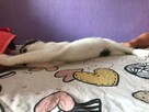 Kiri-delikatna, wrażliwa koteczka czeka na swój - 7