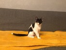 Kiri-delikatna, wrażliwa koteczka czeka na swój - 9