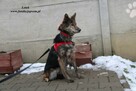 Lotek - dostojny młodzieniec - 9