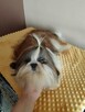 Shih tzu - 2