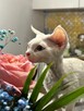 devon rex kociaki - 12