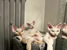 devon rex kociaki - 5
