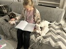 devon rex kociaki - 10