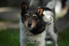 Zeus szuka ciepłego domu - 5