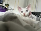 devon rex kociaki - 14
