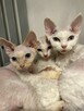devon rex kociaki - 2