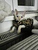 devon rex kociaki - 6