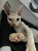 devon rex kociaki - 8