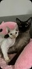 devon rex kociaki - 7